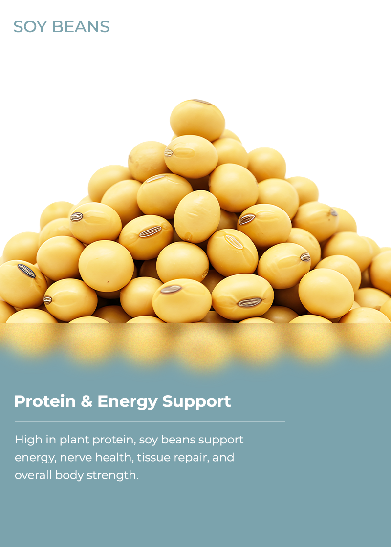 Soy Beans